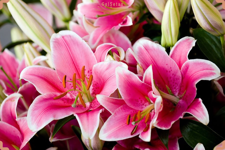 روش نگهداری گل سوسن