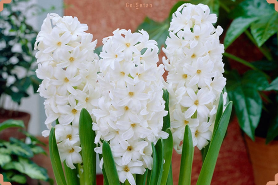 گل آیولوس یا سنبل سفید ، از جمله انواع گل سنبل با عطری دلنشین