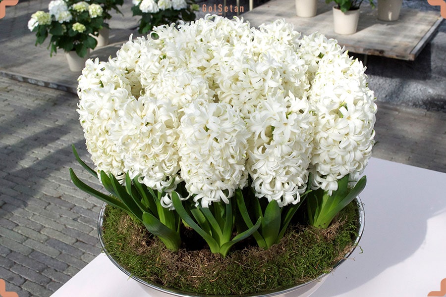 گل کارنگی یا سنبل سفید ، سفیدترین گونه از انواع گل سنبل