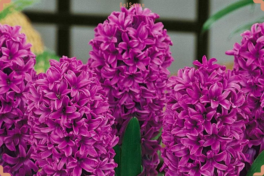 گل خانم سایگون یا سنبل هلندی بنفش تیره