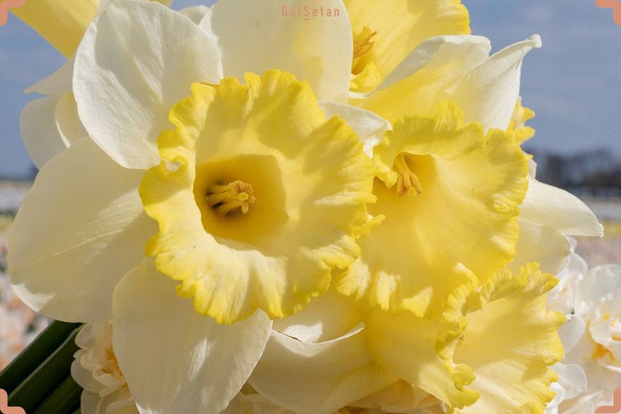 گل نرگس کریوینا