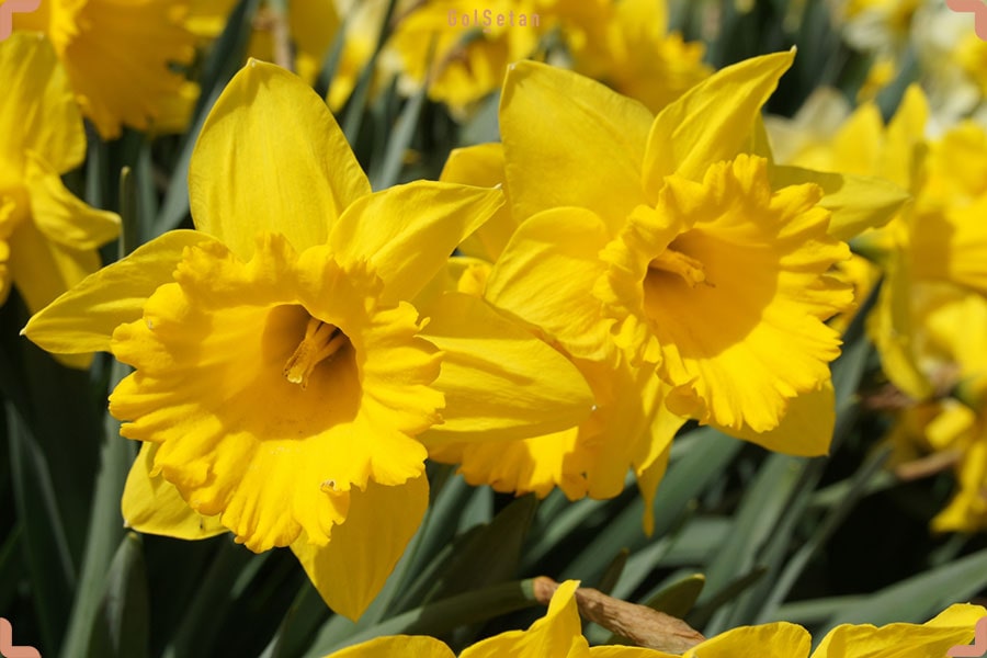 گل نرگس داچ مستر ، از جمله گونه های محبوب گل نرگس با گل های زرد رنگ