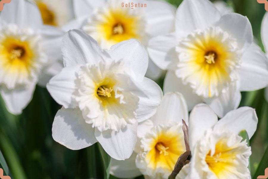 نرگس پتی فور ، اولین گونه محبوب از انواع گل نرگس