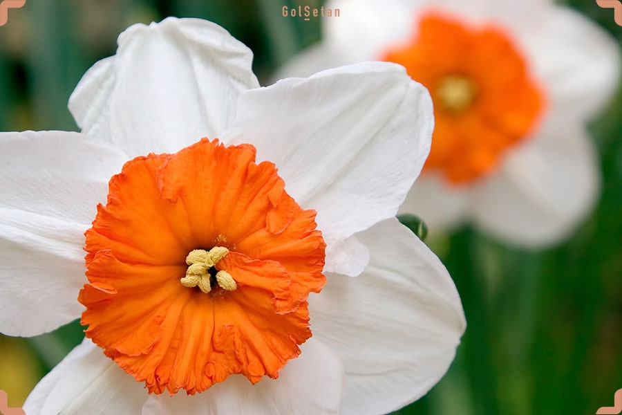 گل نرگس پروفسور انیشتین ، آخرین مورد از لیست انواع گل نرگس