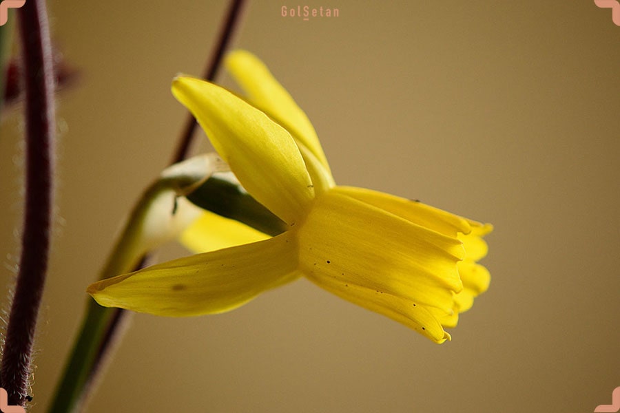 گل نرگس رپتور