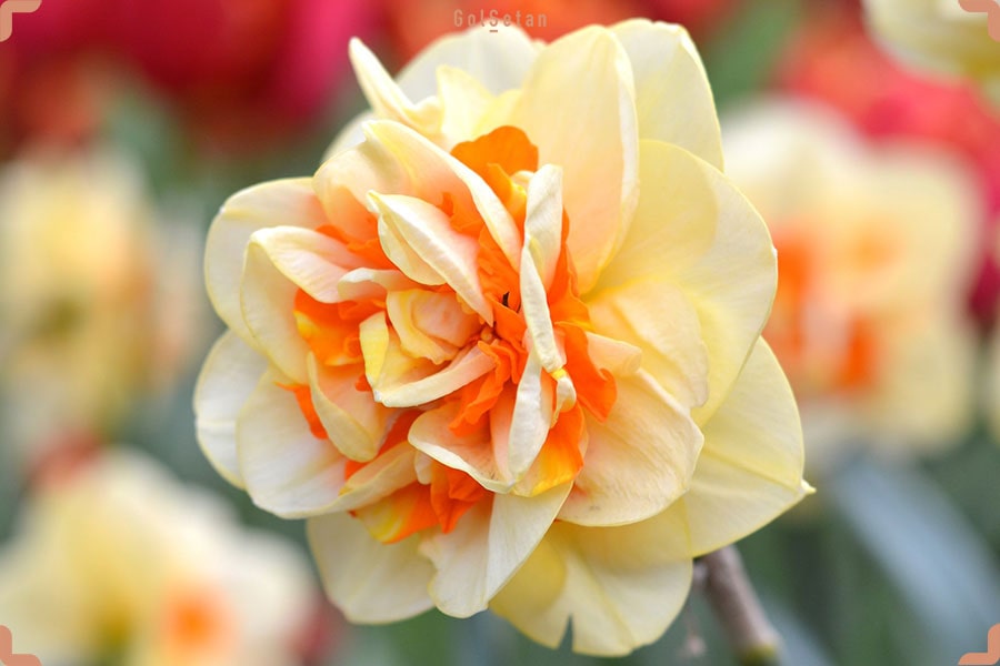 گل نرگس تاهیتی