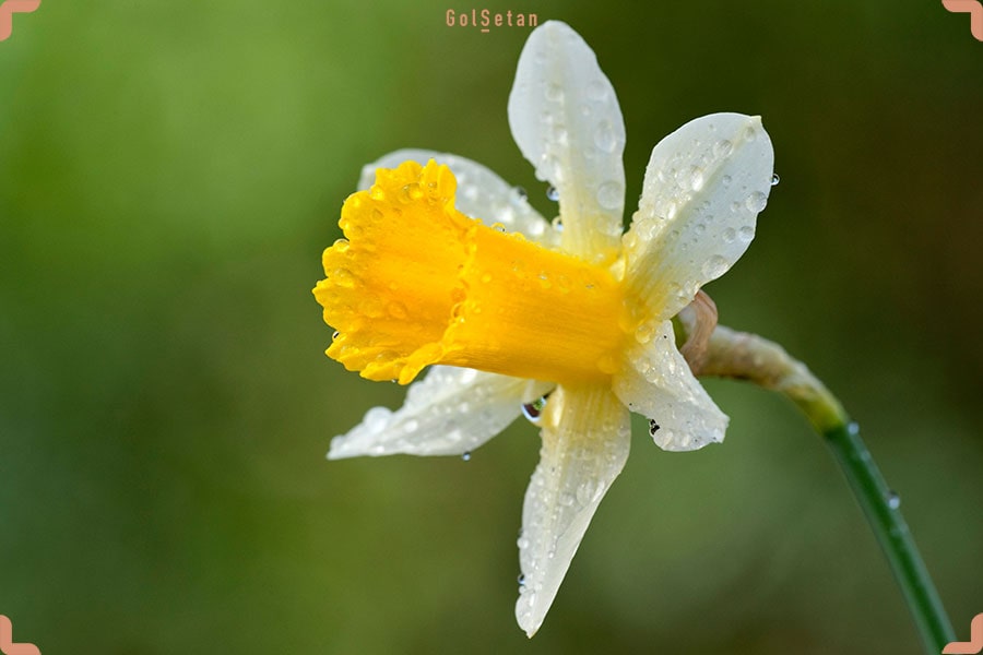 گل نرگس توتو