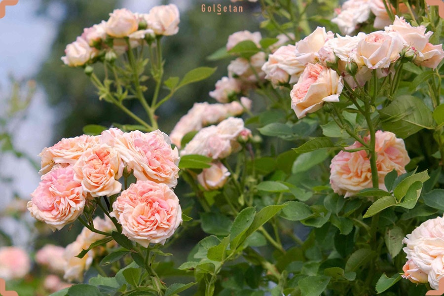 نور مورد نیاز برای نگهداری از گل رز رونده