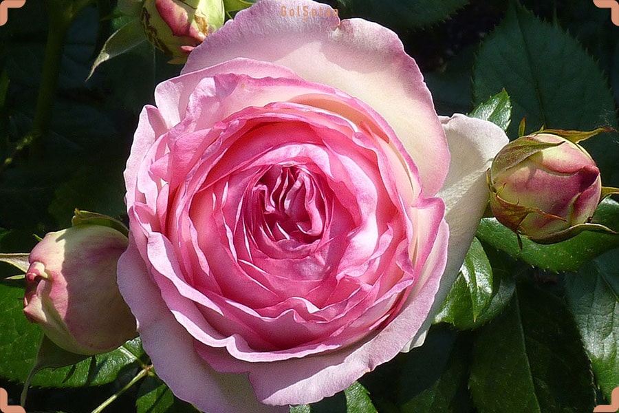 روش نگهداری و تکثیر گل رز رونده