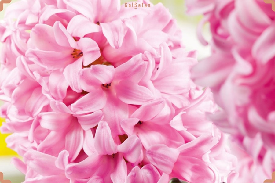 گل سورپرایز صورتی یا سنبل هلندی صورتی ملایم