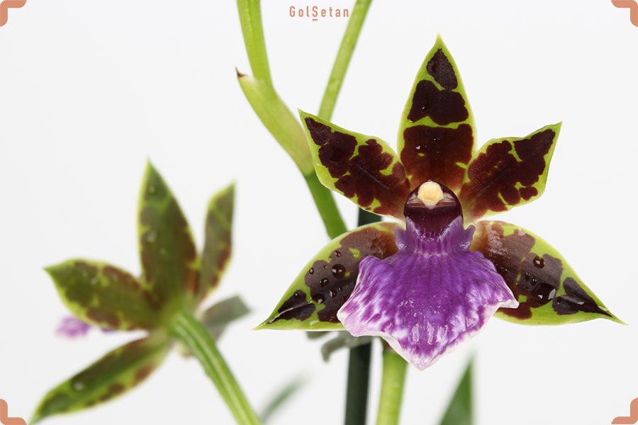 عکس گل ارکیده زیگوپتالوم بنفش قرمز