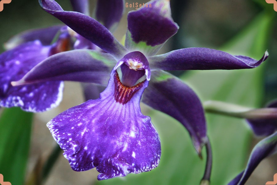 تکثیر ارکیده زیگوپتالوم