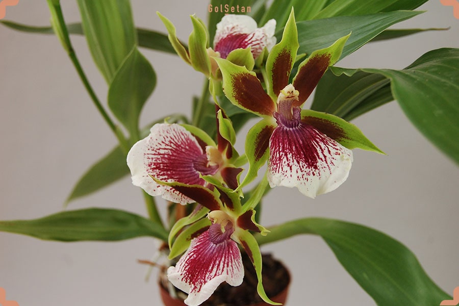 دمای مناسب برای نگهداری ارکیده زیگوپتالوم