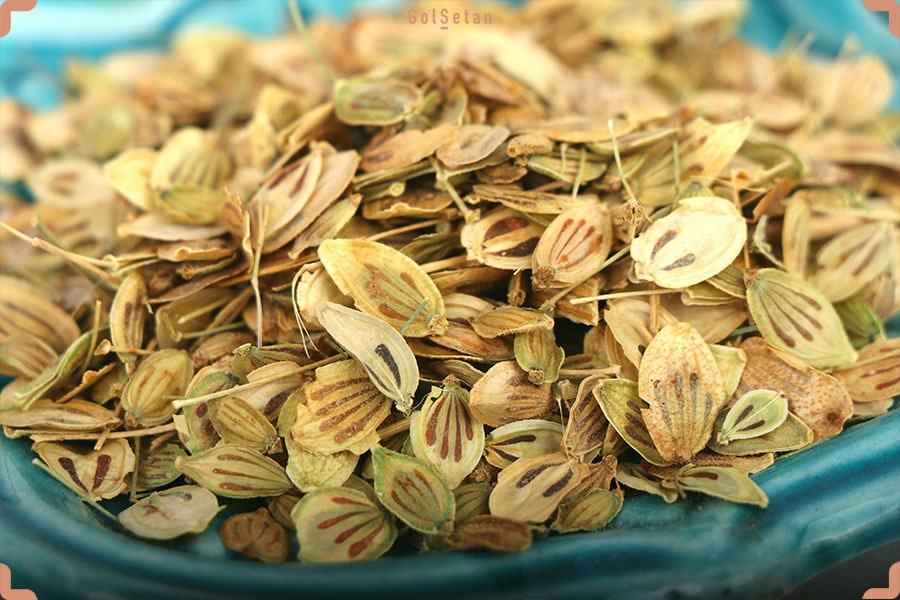 برداشت گلپر