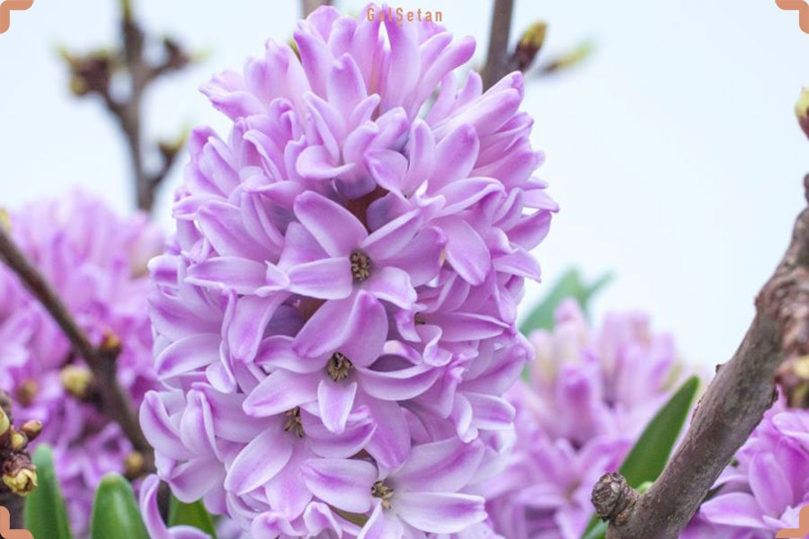 گل عقیق باشکوه یا سنبل هلندی بنفش اسطخدوسی