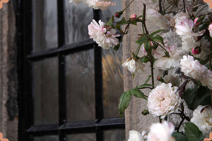 گل رز رونده سفید