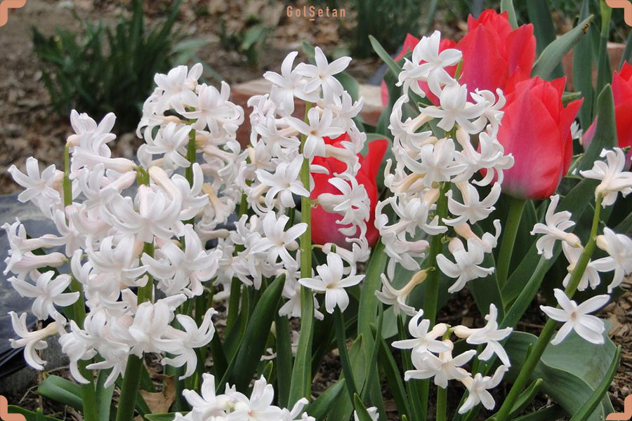 گل فستیوال سفید یا سنبل هلندی سفید