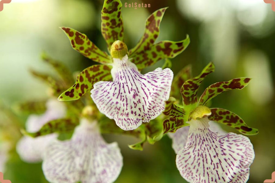 نور مورد نیاز برای نگهداری از ارکیده زیگوپتالوم