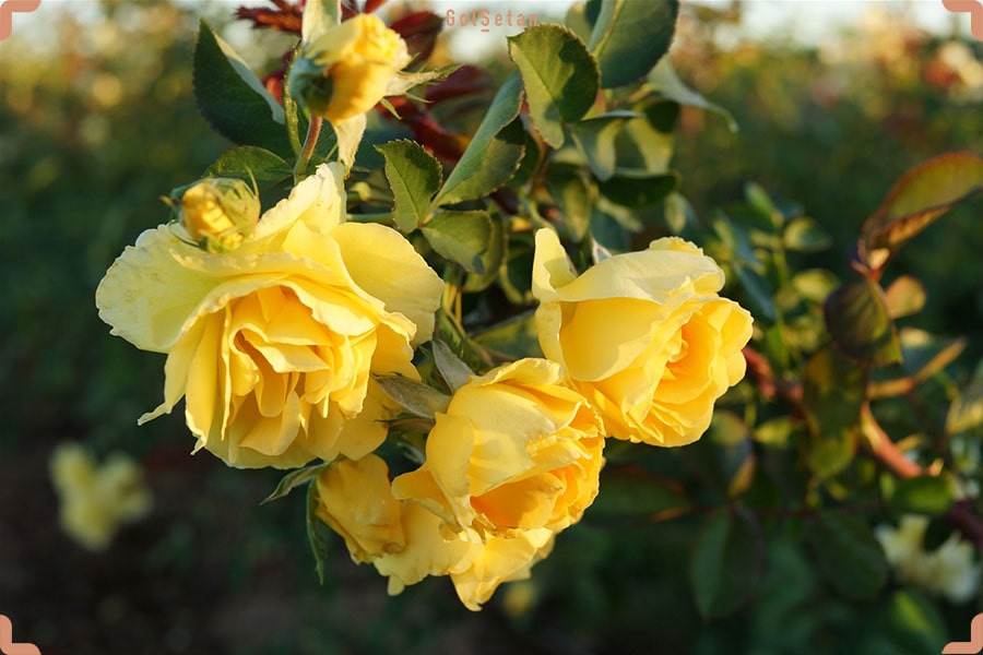 خاک مناسب برای نگهداری از گل رز رونده