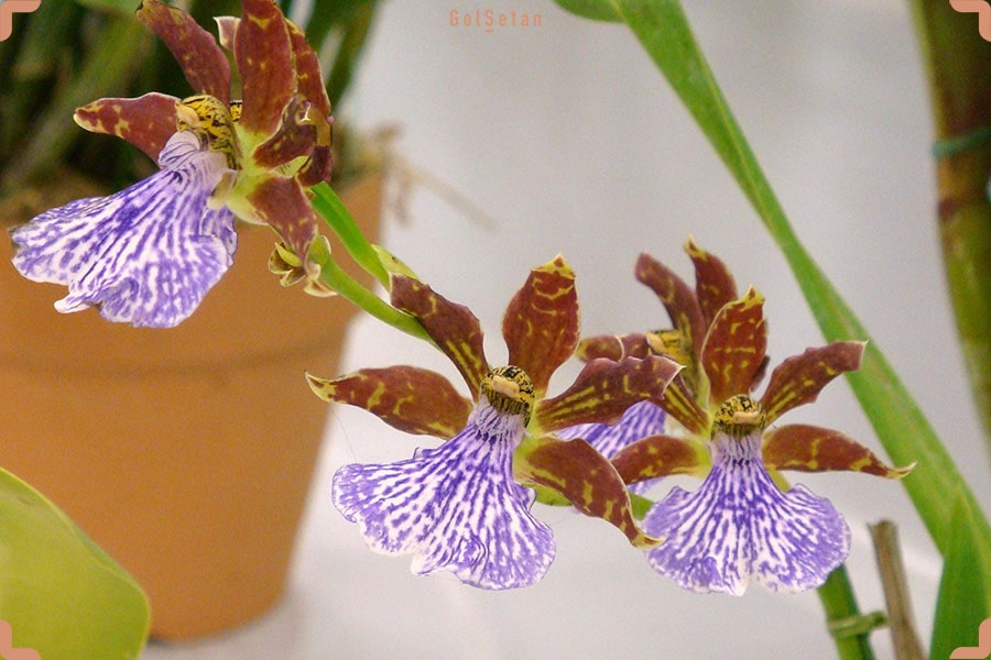 گل ارکیده زیگوپتالوم بنفش قرمز