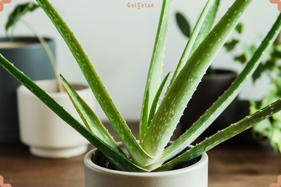 آلوئه ورا ، از جمله گیاهان مناسب دانش آموزان و دانشجویان با خاصیت دارویی