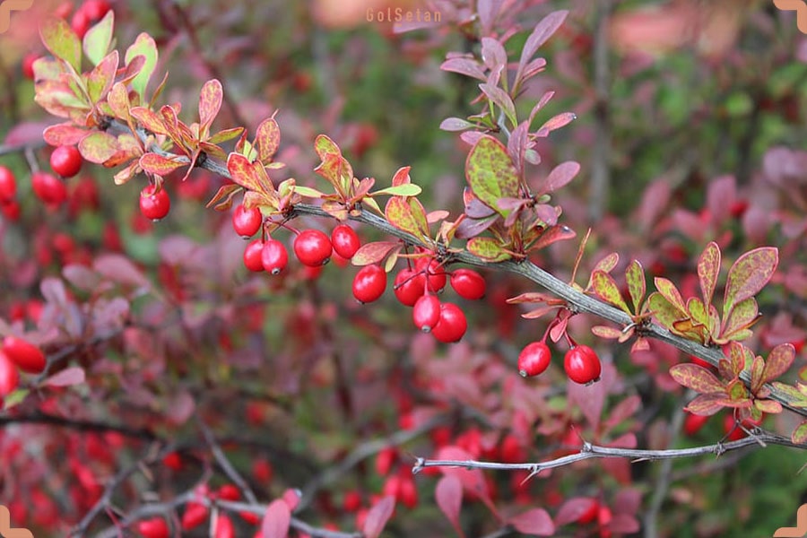 خاک مناسب برای نگهدای از درخت زرشک