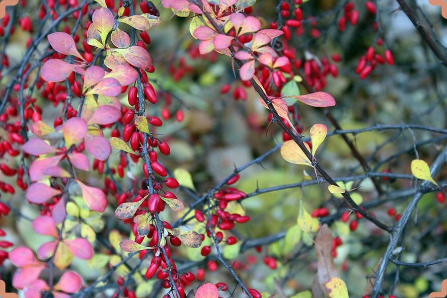 آفات و بیماری ها در طول نگهداری از درخت زرشک