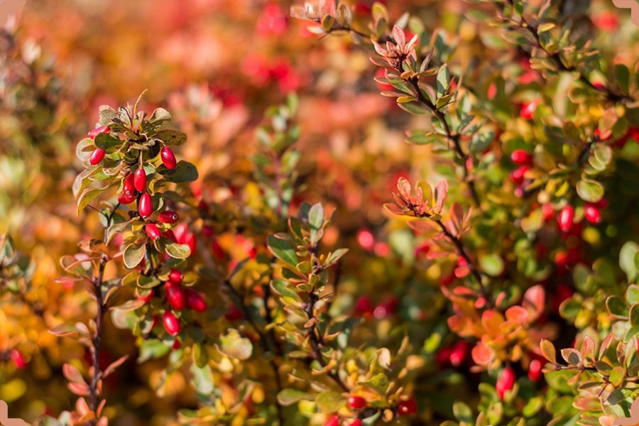 مقدمه ای بر گیاه رزشک