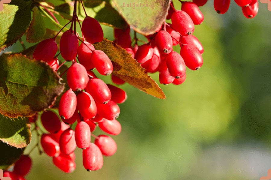 روش جامع نگهداری درخت زرشک