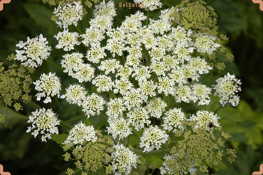 مقدمه ای درباره گیاه گلپر