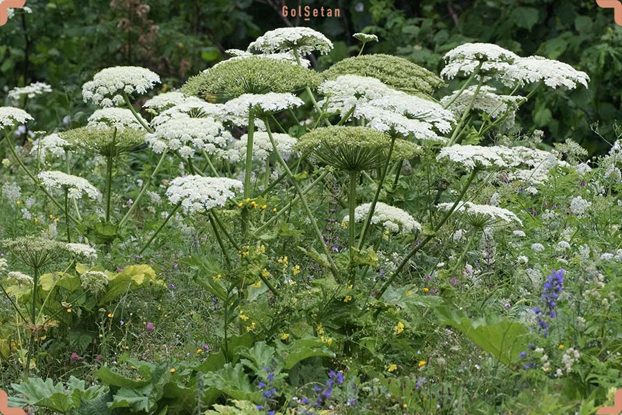 نور مورد نیاز برای نگهداری از گلپر