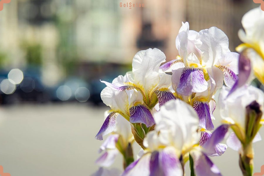 گل های مناسب برای روز پرستار جهت ابراز حس دوستی