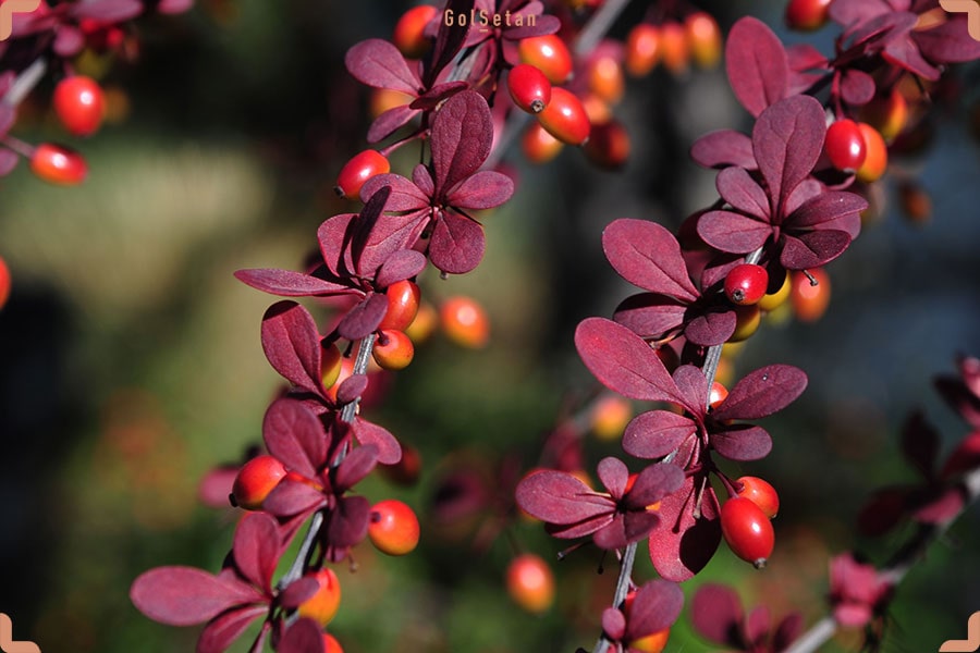 دما و رطوبت مورد نیاز برای نگهداری از درخت زرشک
