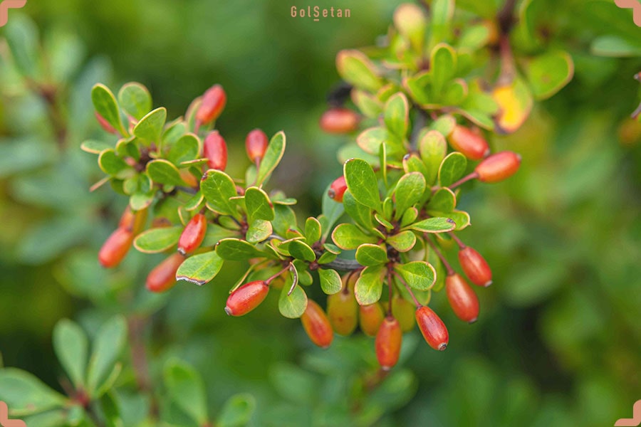 عکس درخت زرشک ژاپنی