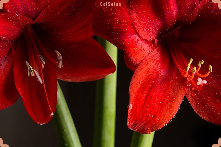 گل آماریلیس ، گل زیبا و اولین عضو لیست گل های کریسمس