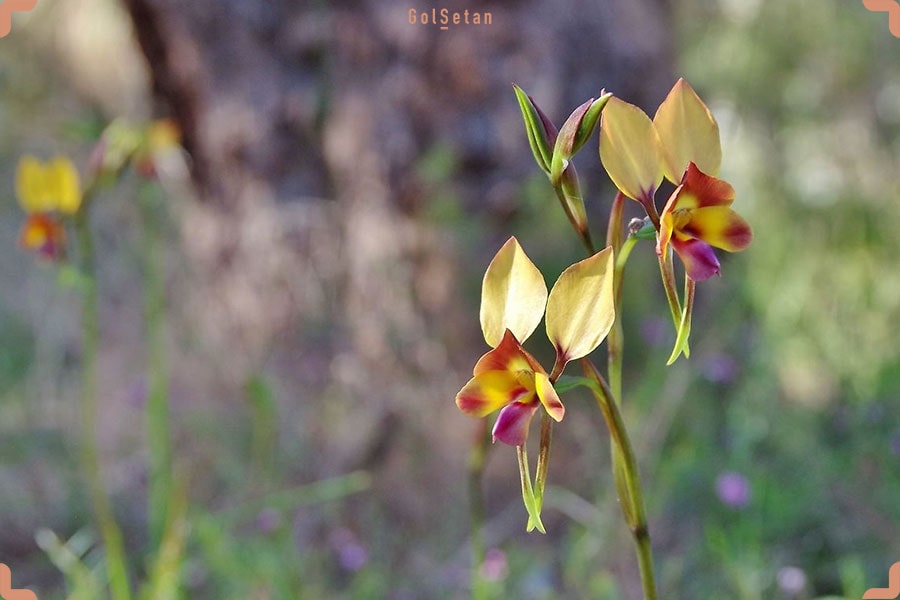 دمای مورد نیاز برای نگهداری از گل ارکیده پنسی (میلتونیاپسیس)