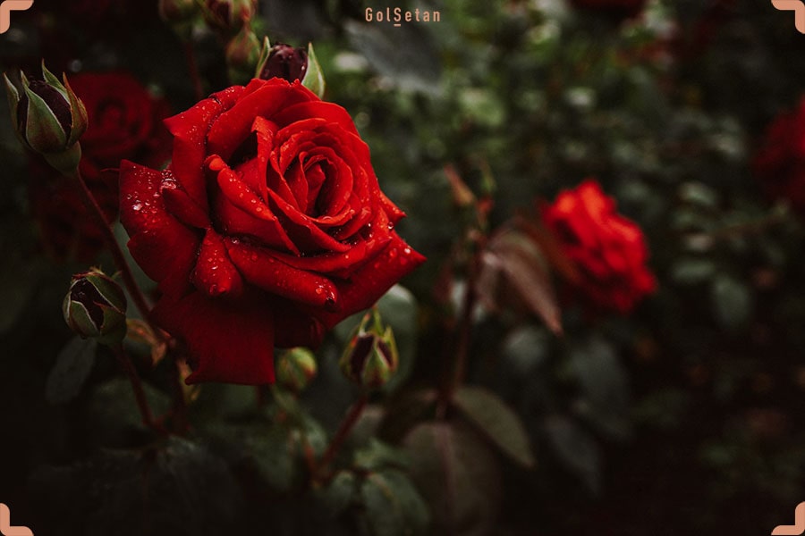معرفی گل رز