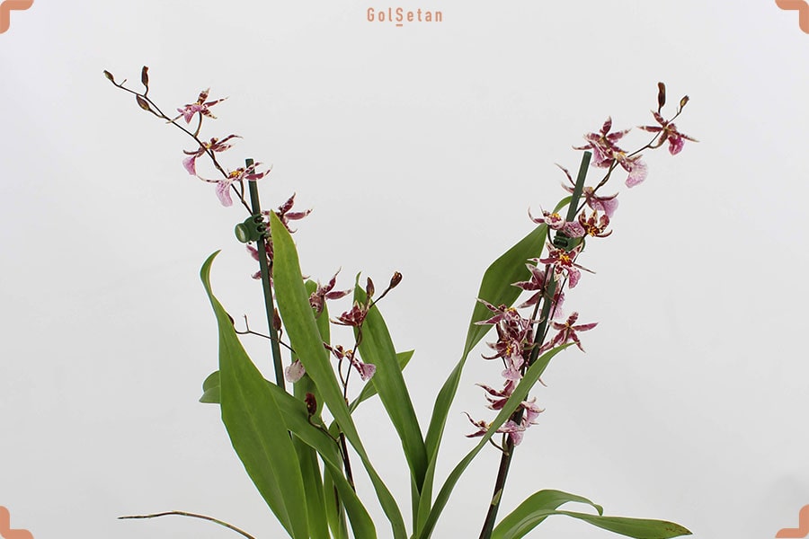 روش نگهداری گل ارکیده یوولستکرا یا کامبریا