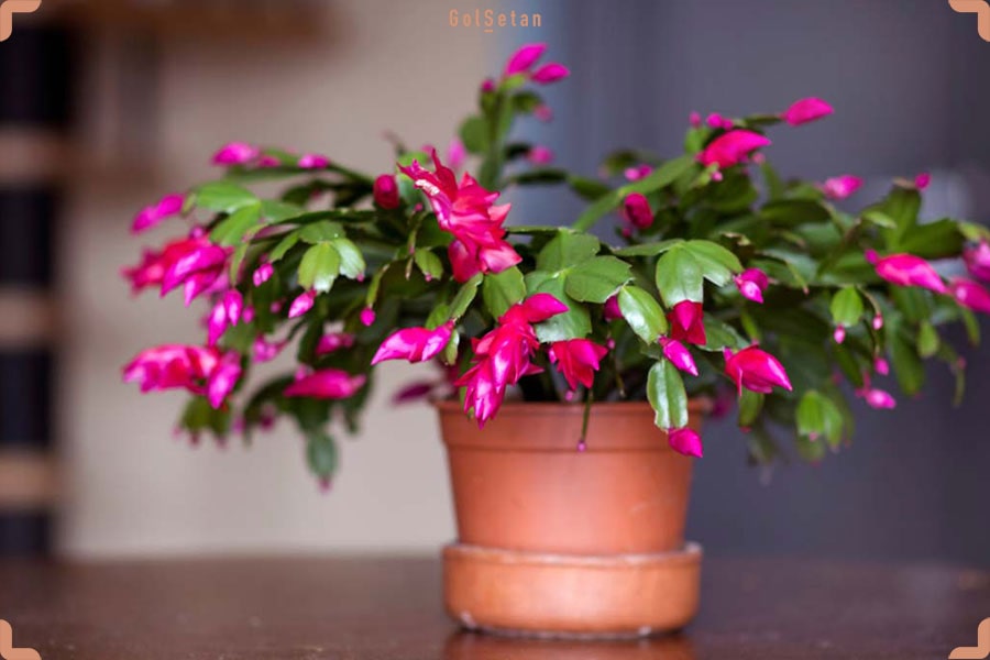 مختصری درباره کاکتوس کریسمس