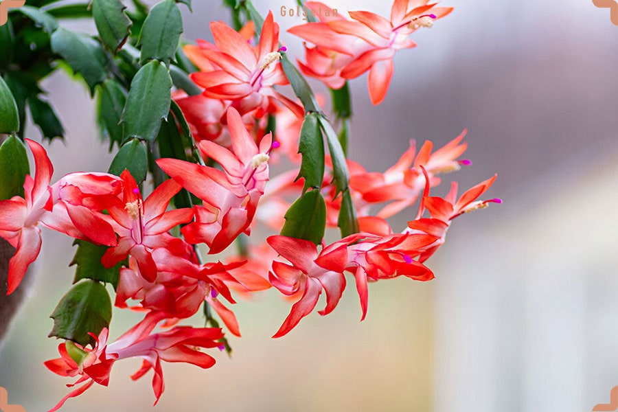 آموزش نگهداری از کاکتوس کریسمس