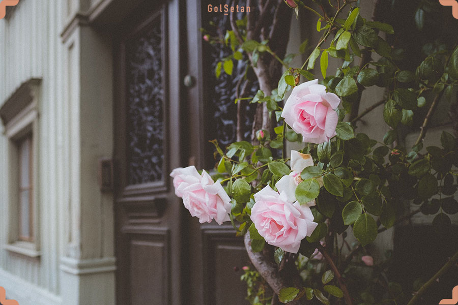 عکس گل رز بالارونده