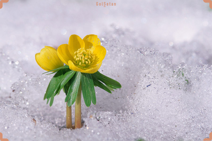 گل آرانتیس یا خربق زرد زمستانی