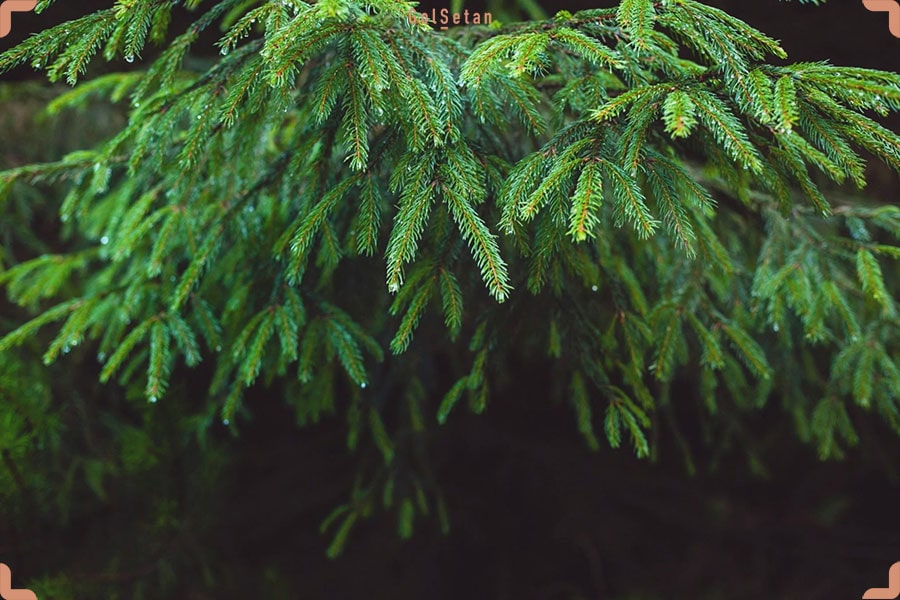 عکس درخت نراد