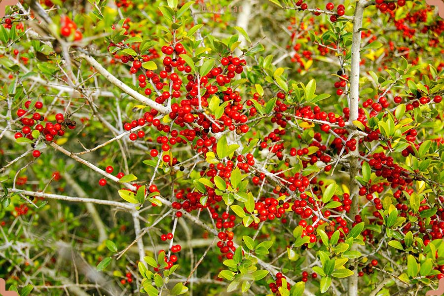 گل یاوپون یا یاوپون هولی