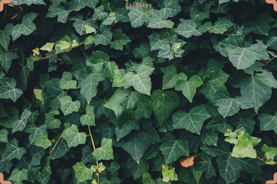 پیچک انگلیسی یا عشقه ، گیاه مهاجم لیست گیاهان و گل های کریسمس