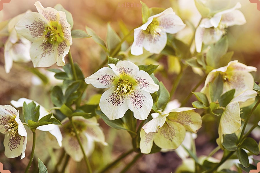 گل رز لنتن یا رز نوئل ، از جمله گل های زیبای کریسمس