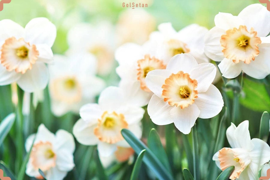 گل نرگس یکی از گل های مناسب شب یلدا برای انتقال حس آغازی نو