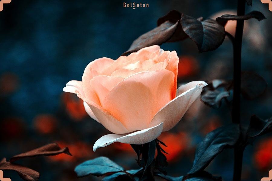 نور مناسب برای نگهداری از گل رز