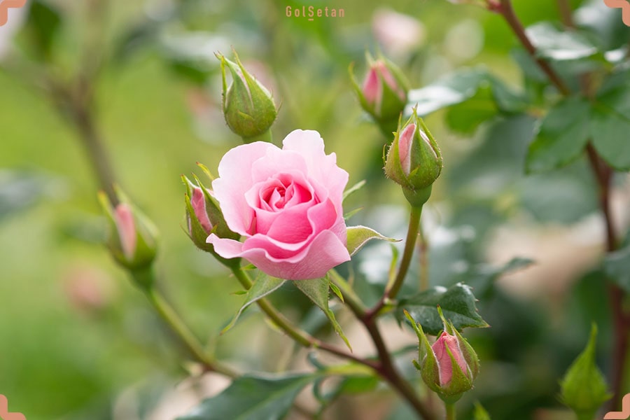 گل رز صورتی