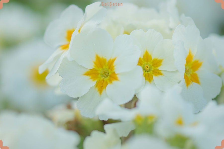 گل پامچال زینتی یا پریم رز ، یکی از زیباترین گل های کریسمس